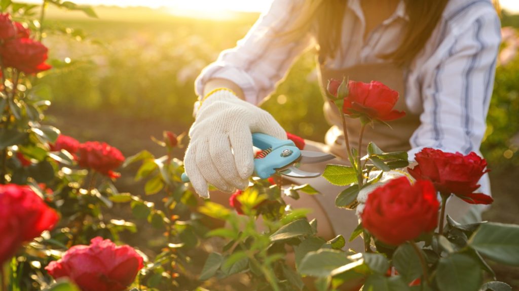 Portfolio Asset Management - woman doing gardening - web