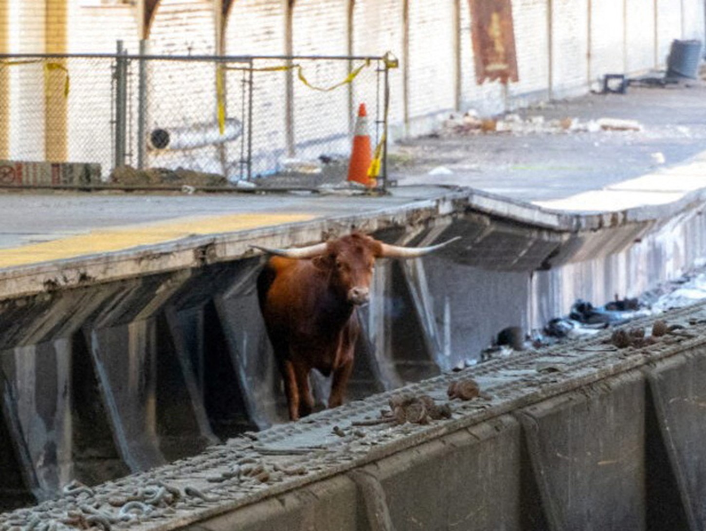 Bull on the NJ traintracks